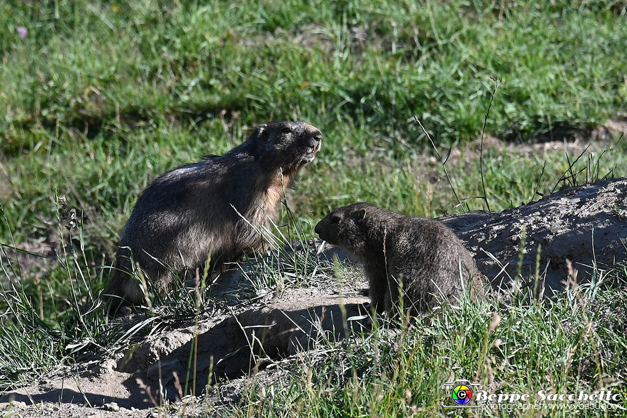 VBS_1 -  Plateau du Mont-Cenise, Grand Croix, Marmotte_-_0056 mt.jpg